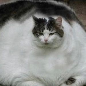 Meet your Posher, Abigail